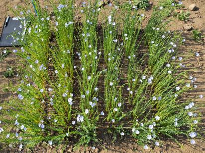 Click for 5 image(s) for this accession.